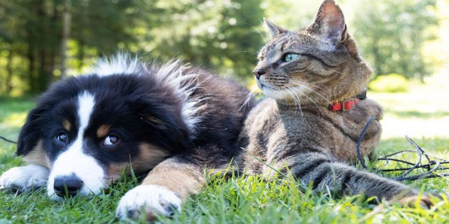 ασφάλεια σκύλου και γάτας προστάτεψε το κατοικίδιο σου