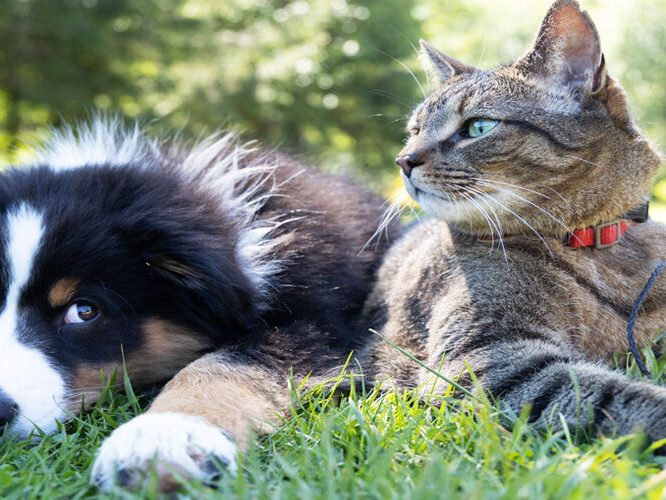 ασφάλεια σκύλου και γάτας προστάτεψε το κατοικίδιο σου